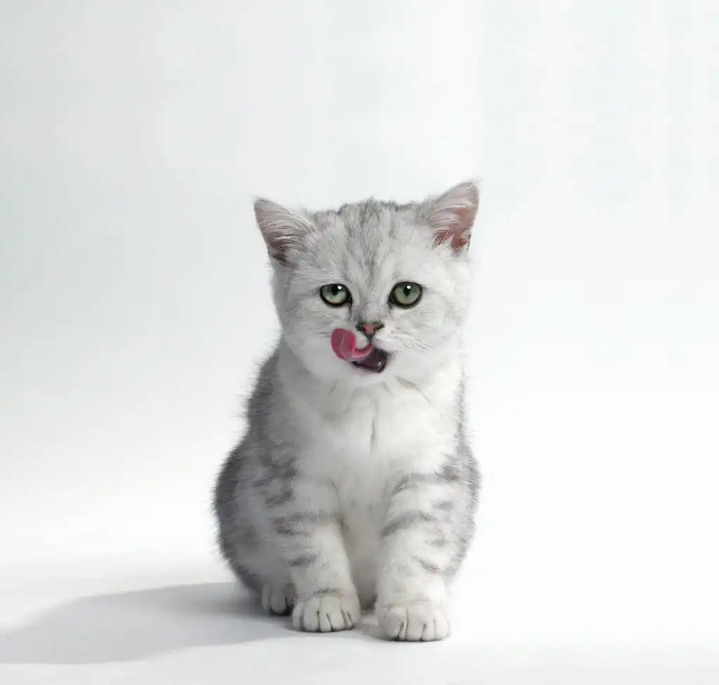 katze