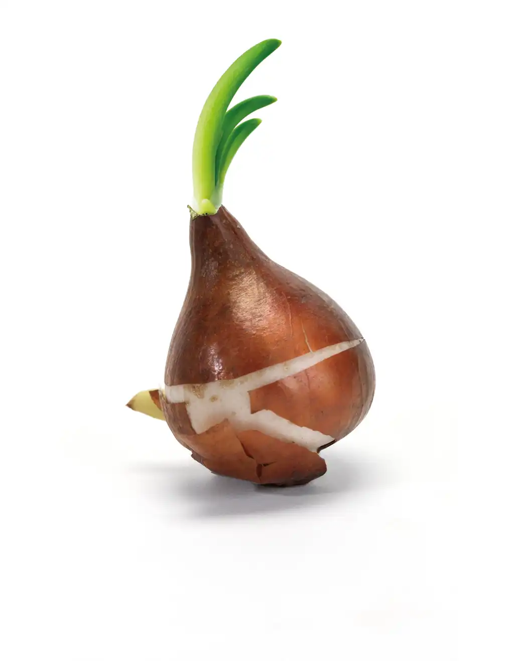 zwiebel
