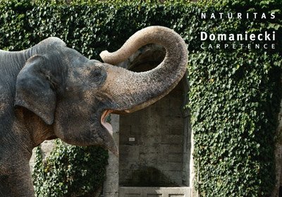 Domaniecki Carpetence-Website